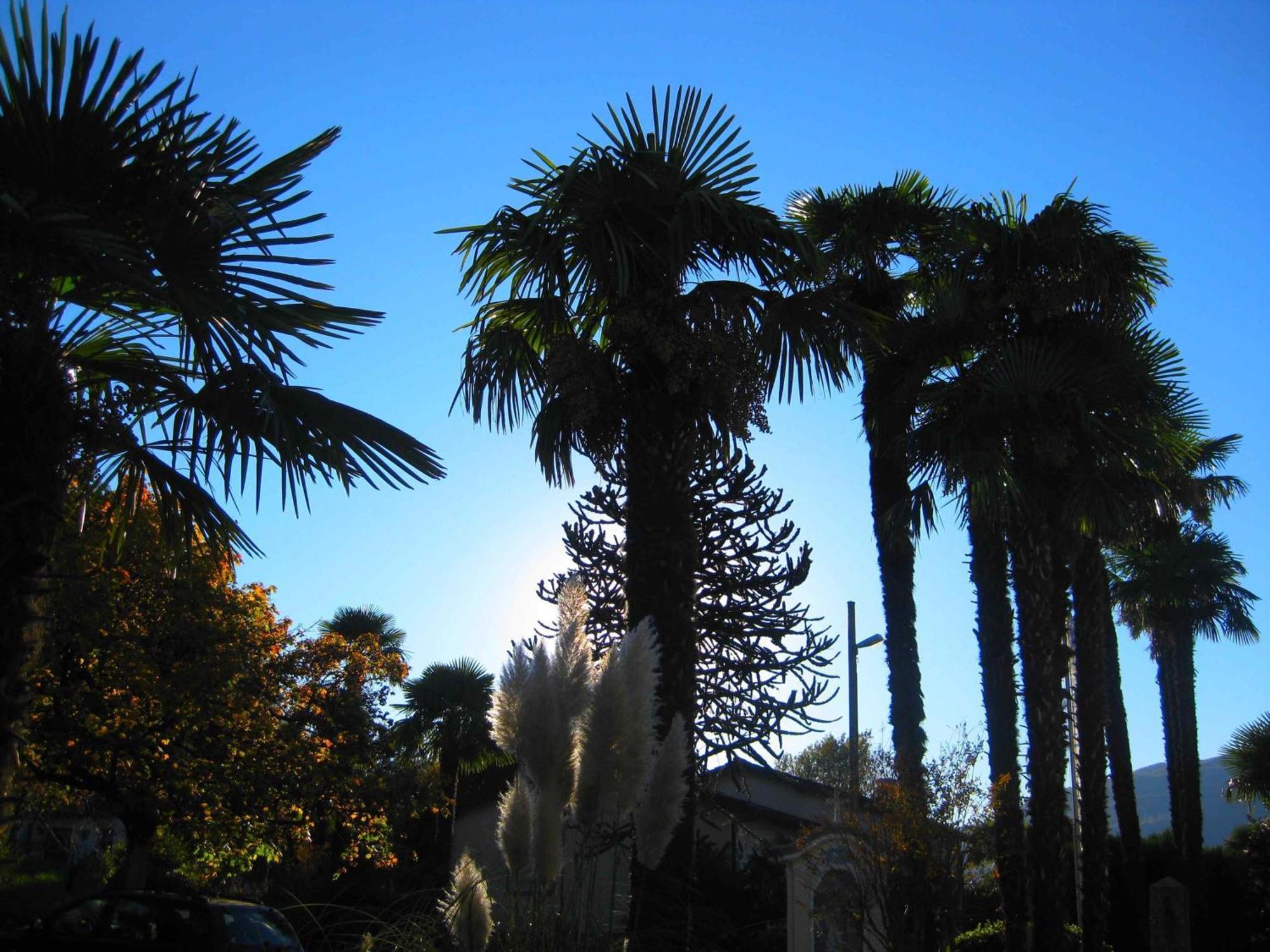 Villa Garni Gardenia Caslano Exteriér fotografie